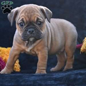 Darla, Miniature Bulldog Puppy